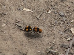 Dasymutilla munifica