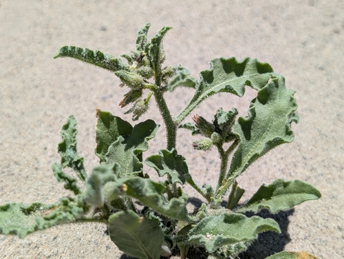 Nevada oryctes (Oryctes nevadensis)