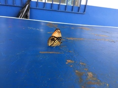 Adelpha melanthe