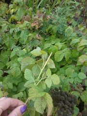 Rubus caesius