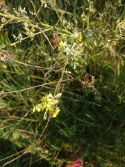 Melilotus officinalis