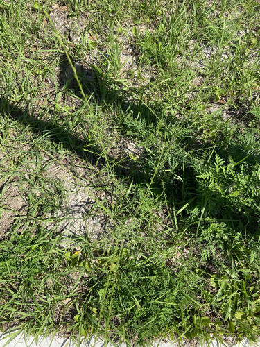 Asparagus schoberioides iNat (2)