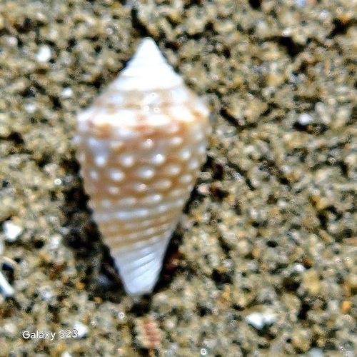 Conasprella jaspidea observed 2025-05-24