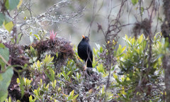 Turdus serranus