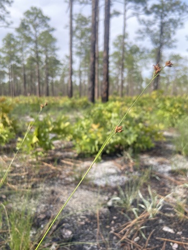 Gray's beaksedge (Rhynchospora grayi)