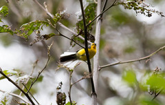 Myioborus melanocephalus