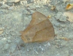 Melanitis leda