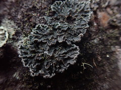 Leioderma duplicatum