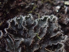 Leioderma duplicatum