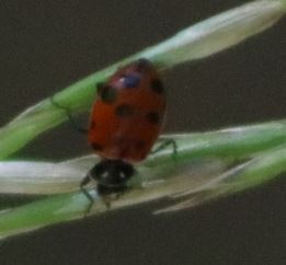 Ladybug