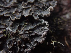 Leioderma duplicatum