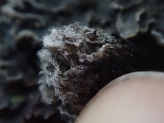 Leioderma duplicatum