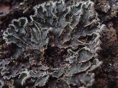 Leioderma duplicatum