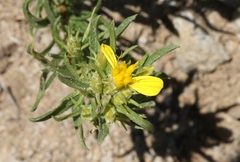 Ericameria suffruticosa