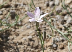 Stephanomeria tenuifolia