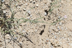Stephanomeria tenuifolia