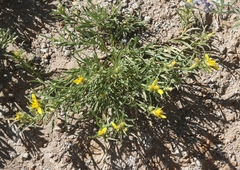 Ericameria suffruticosa