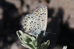 Plebejus fridayi