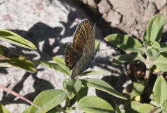 Plebejus fridayi