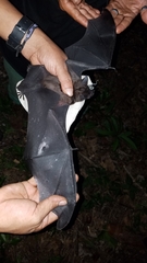 Phyllostomus hastatus