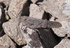 Circotettix undulatus