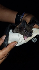 Phyllostomus hastatus