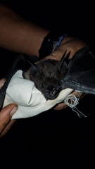 Phyllostomus hastatus