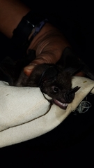 Phyllostomus hastatus