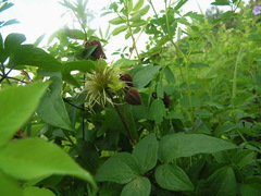 Clematis fusca