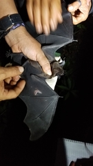 Phyllostomus hastatus