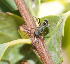 Polyrhachis lydiae
