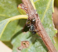 Polyrhachis lydiae