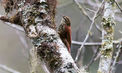 Margarornis squamiger