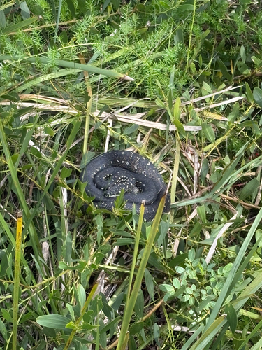 Diamond Python sighting