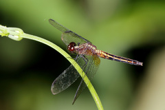 Erythrodiplax avittata