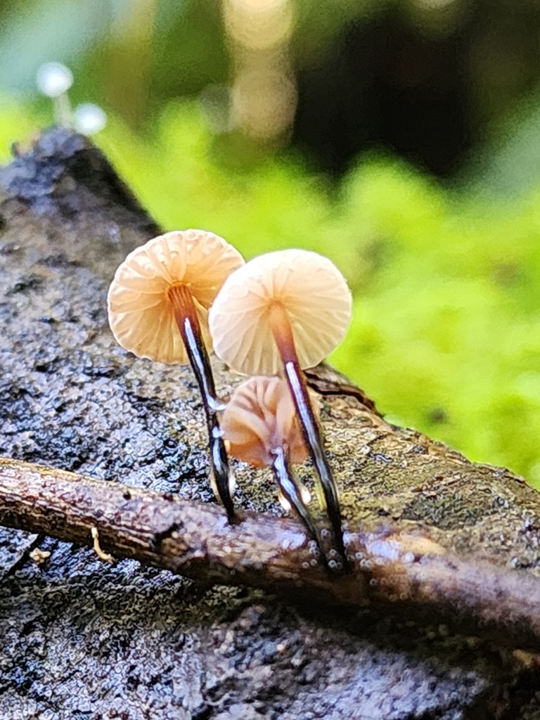 Gymnopus gelatinosipes