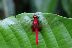 Erythrodiplax castanea