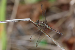 Erythrodiplax umbrata
