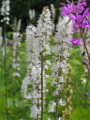 Actaea simplex