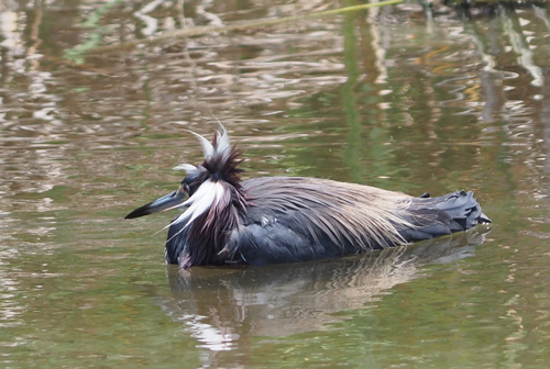 Garceta tricolor (Egretta tricolor)