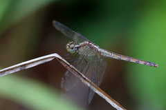 Erythrodiplax umbrata