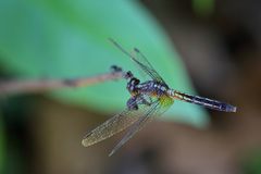 Erythrodiplax avittata