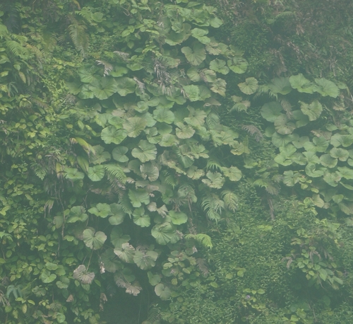 Gunnera macrophylla observed 2025-05-24
