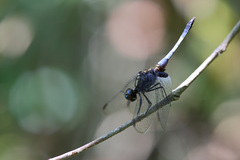 Erythrodiplax avittata