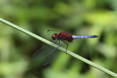 Erythrodiplax melanorubra