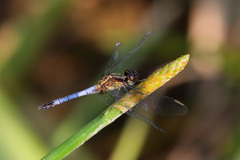 Erythrodiplax paraguayensis