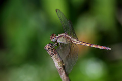 Erythrodiplax umbrata