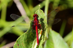 Erythrodiplax castanea