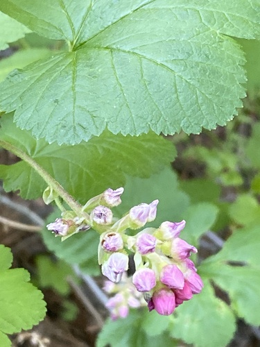 iNaturalist observation photo of mountain pink currant