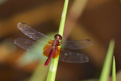 Erythrodiplax ochracea